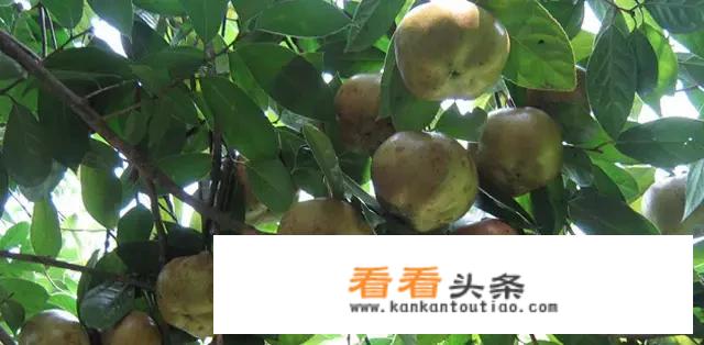 油茶饼多少钱一斤哪里有收购今年？
