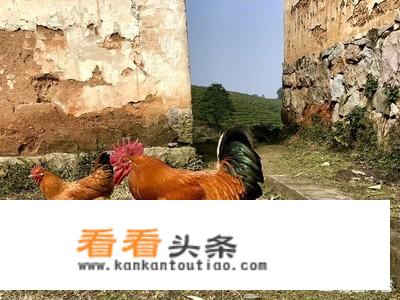 跑山鸡是什么？