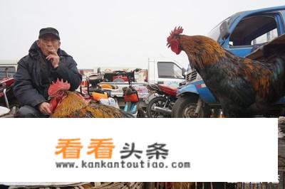 跑山鸡是什么？
