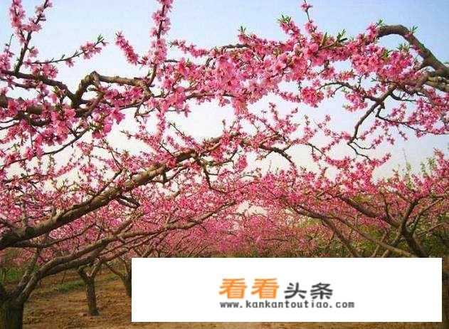 休闲农业与乡村旅游科普教育模式怎么实现？
