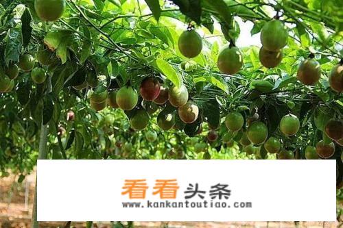 休闲农业与乡村旅游科普教育模式怎么实现？