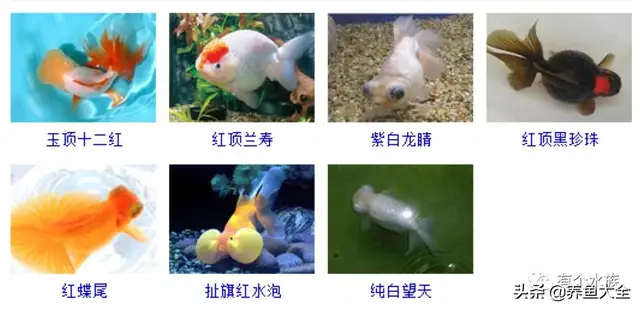 金鱼的品种及图片名称？