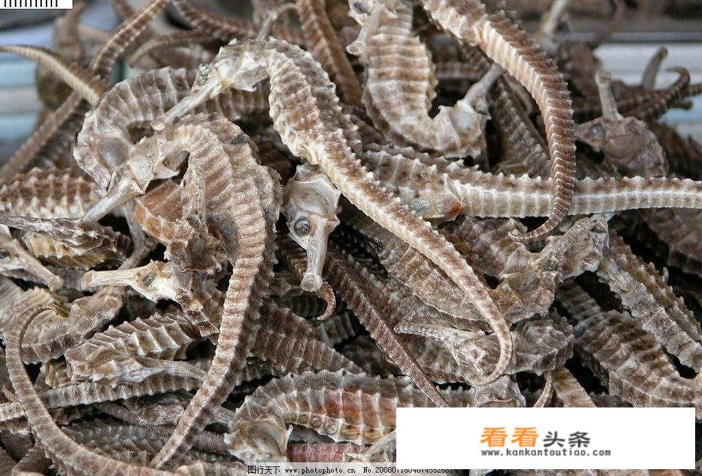 海马和什么泡酒更好？