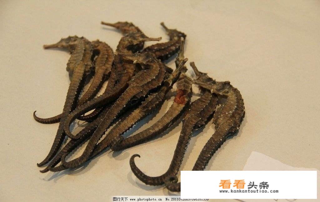 海马和什么泡酒更好？