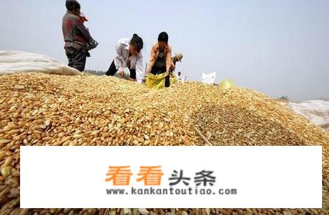 山东小麦已率先降价面粉纷纷提价，今后小麦和面粉价格走势如何？