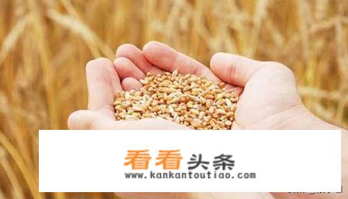 山东小麦已率先降价面粉纷纷提价，今后小麦和面粉价格走势如何？