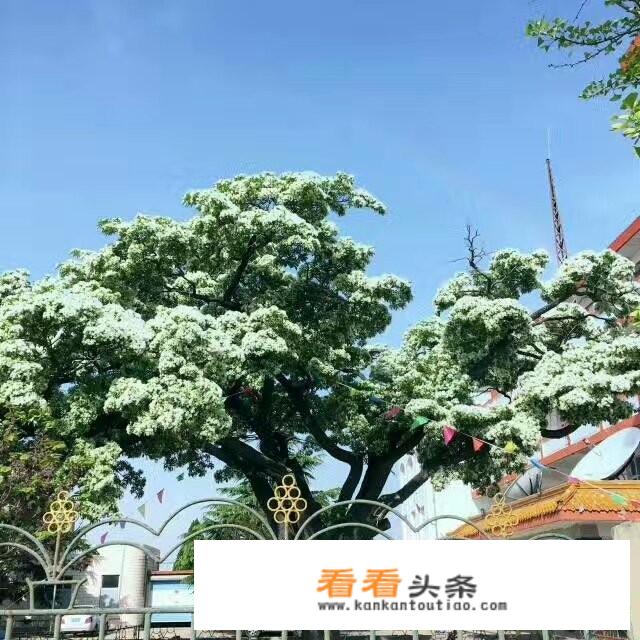 如何开发乡村旅游？