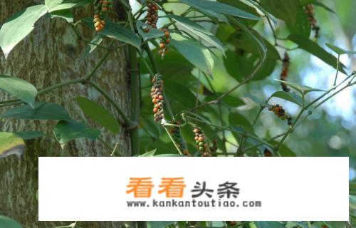 胡椒粉吃了对人有什么好处？