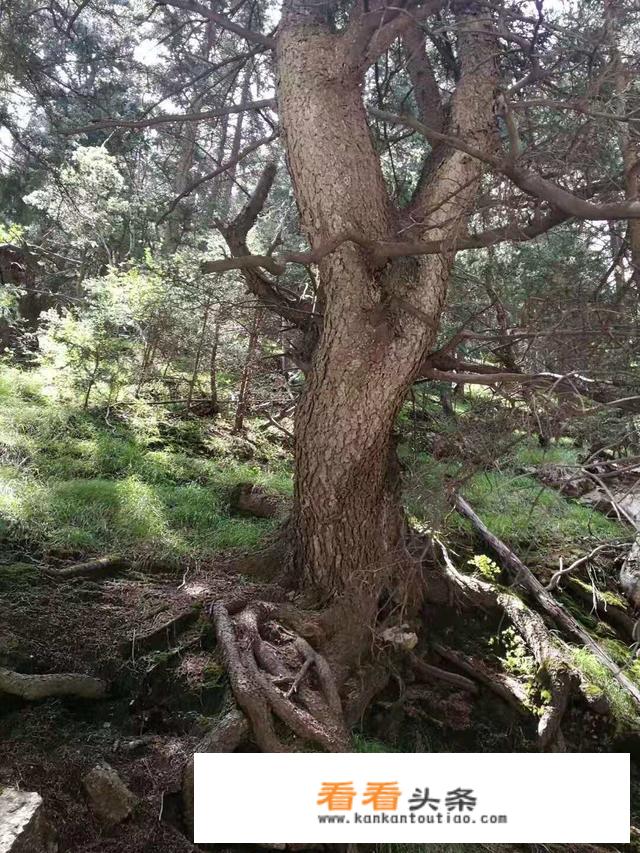 结婚后去哪旅游好？时间是一个星期，但是我老婆不能走太多路？