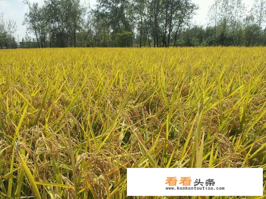 红色旅游品牌形象构建过程？