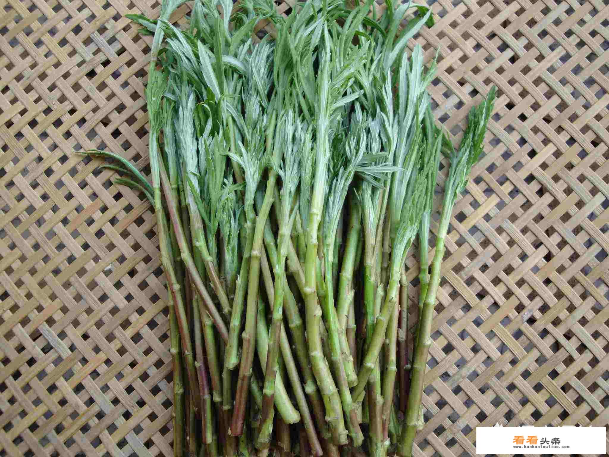 茼蒿和芦蒿有什么区别？