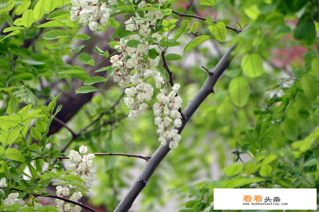 槐花有毒到底有多严重？