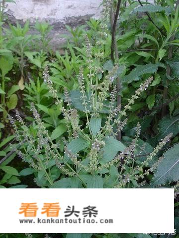 香茹是什么中药有何用途？