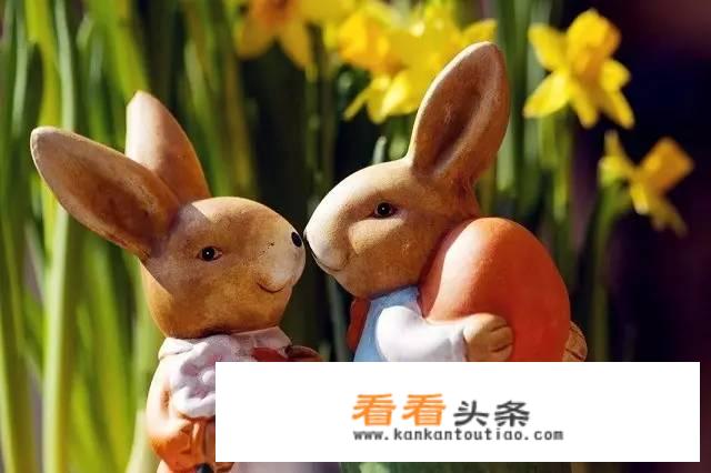 兔子和蛇有什么相同点和不同点？