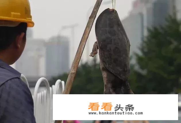 野生甲鱼市场价是多少？