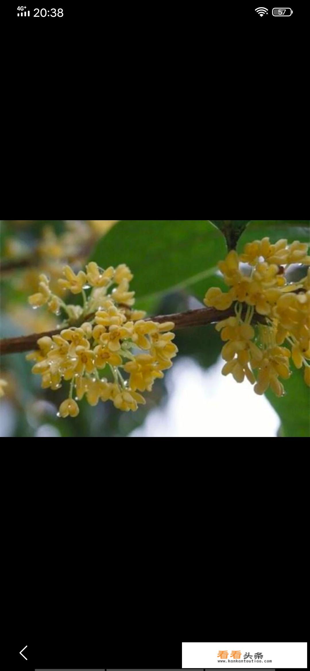 用新鲜的桂花怎么做桂花糕？