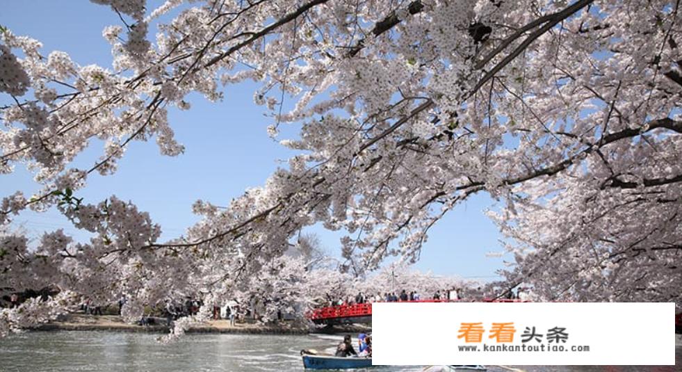 2018年日本赏樱花更佳地点