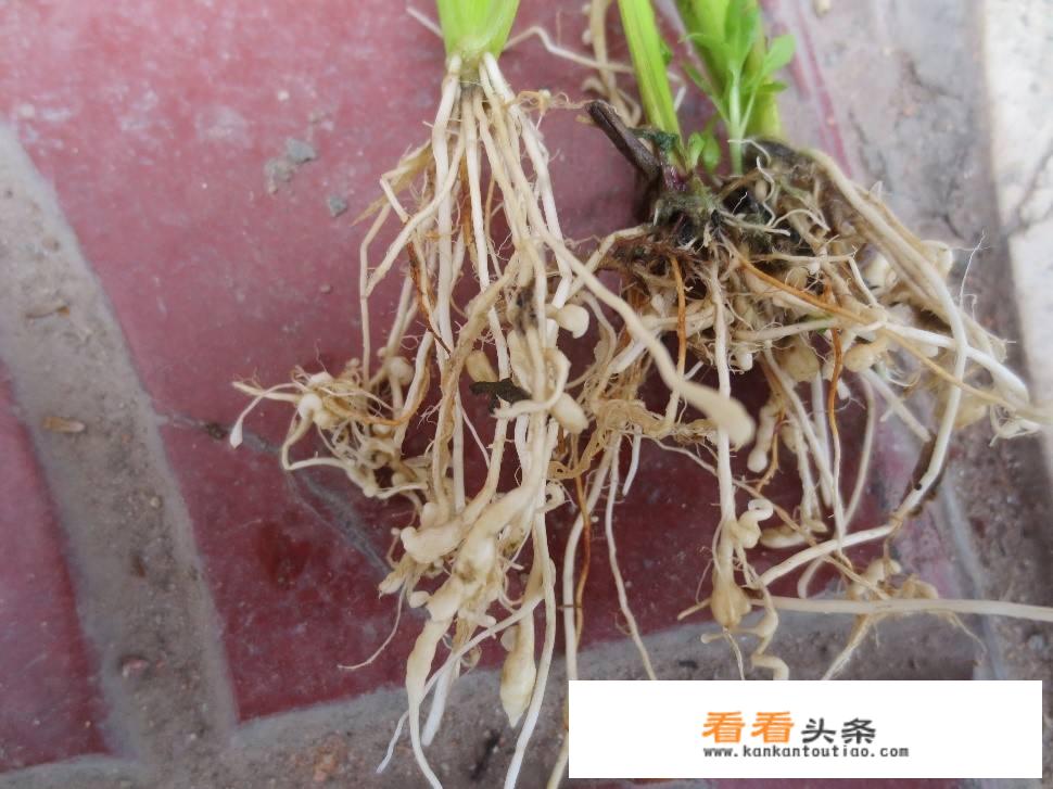 小白菜是什么根，是直根还是须根