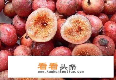 哪里生长野生红薯