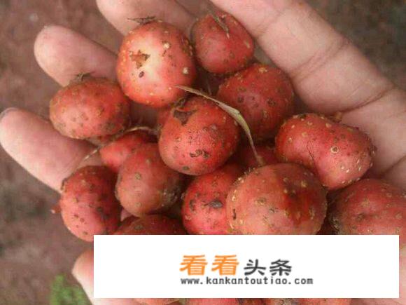 哪里生长野生红薯