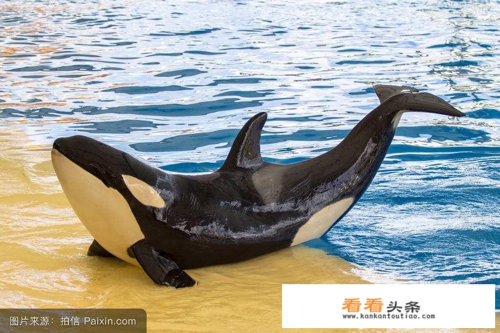 甘氏巨螯蟹堪称世界上更大的螃蟹，传言可杀人，是真的吗