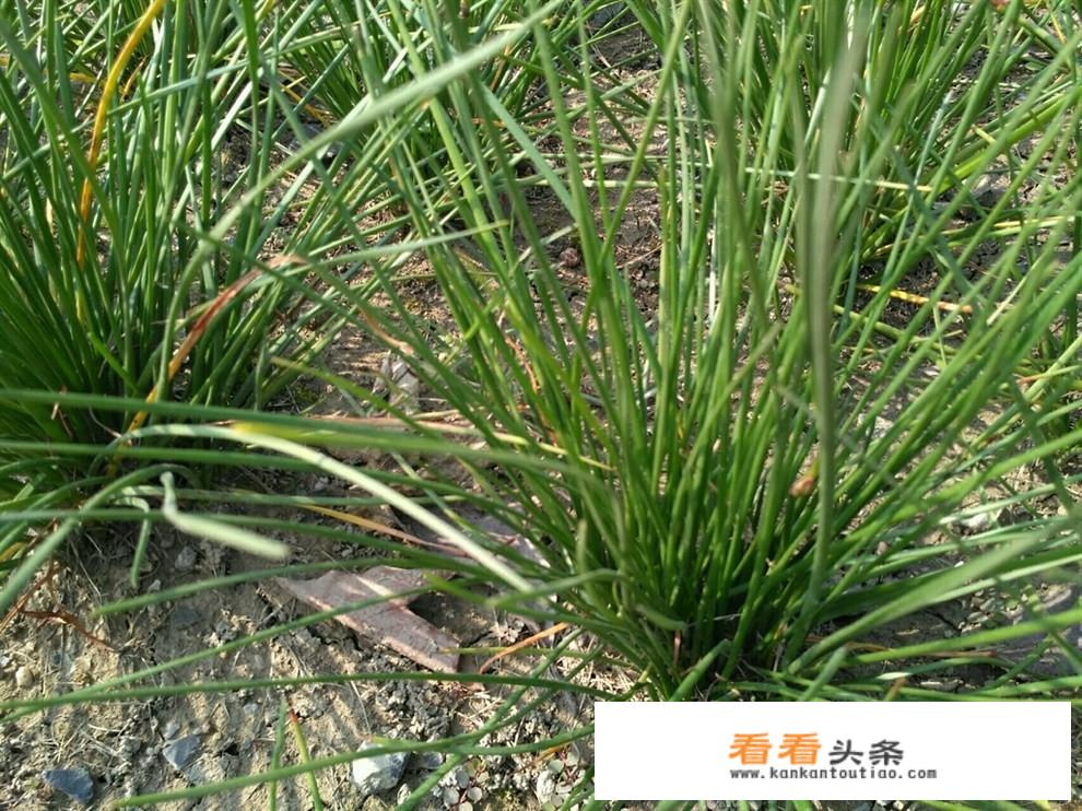 野葱种植
