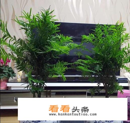 红豆杉要怎么养