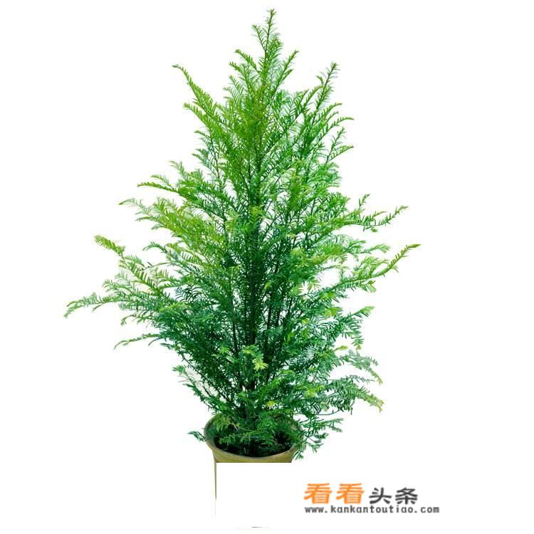 红豆杉要怎么养