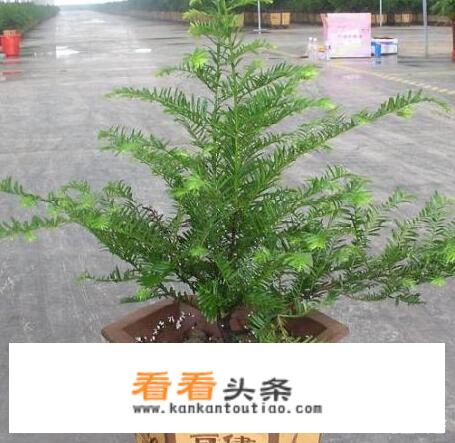 红豆杉要怎么养