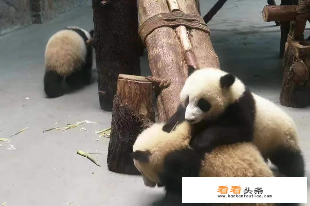 成都大熊猫基地，有什么推荐的游玩攻略