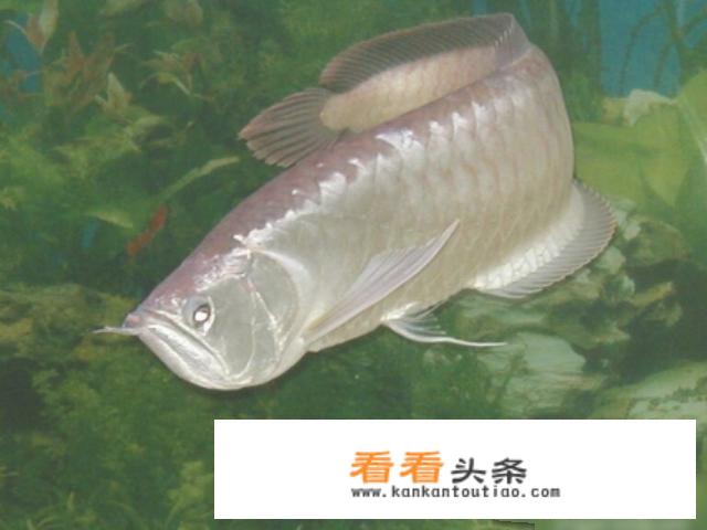 银龙鱼怎么养及喂养技巧