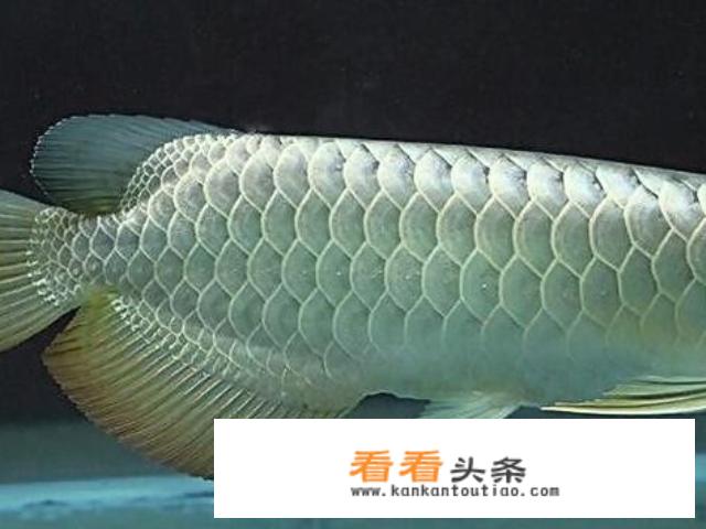 银龙鱼怎么养及喂养技巧