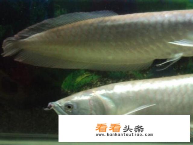 银龙鱼怎么养及喂养技巧