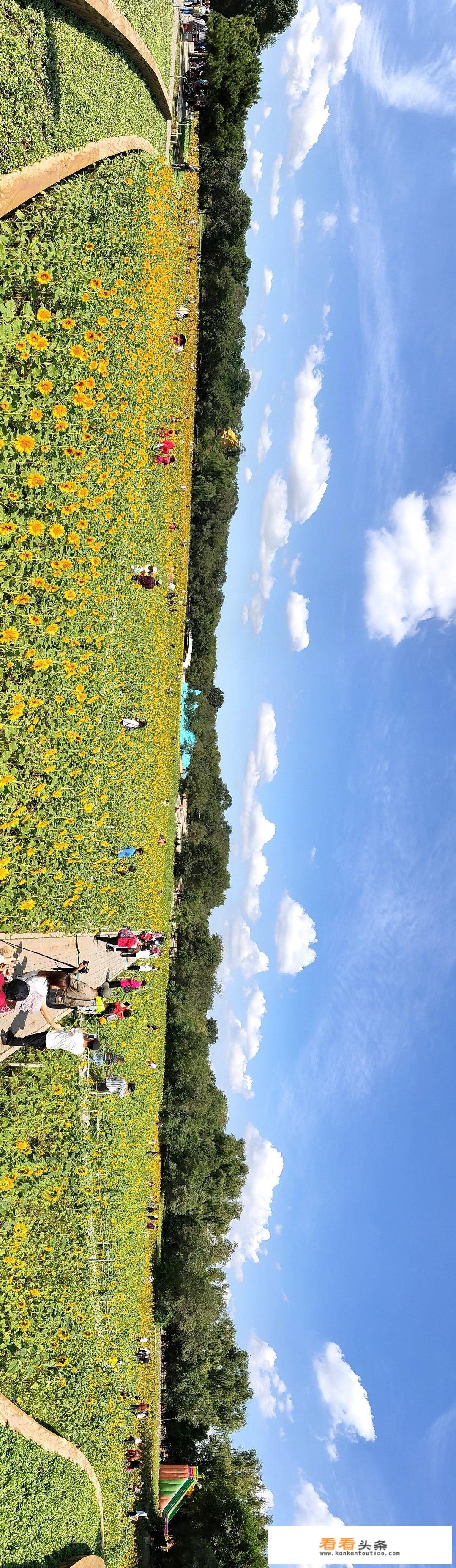 十一长假旅游，想去沈阳北陵公园看菊花展和花海，怎么样