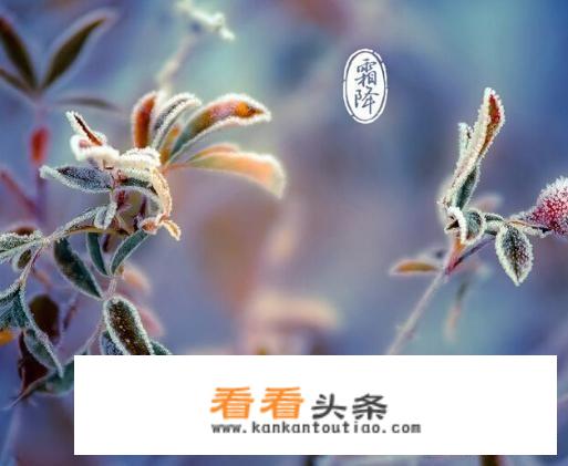 描写霜降的古诗四句