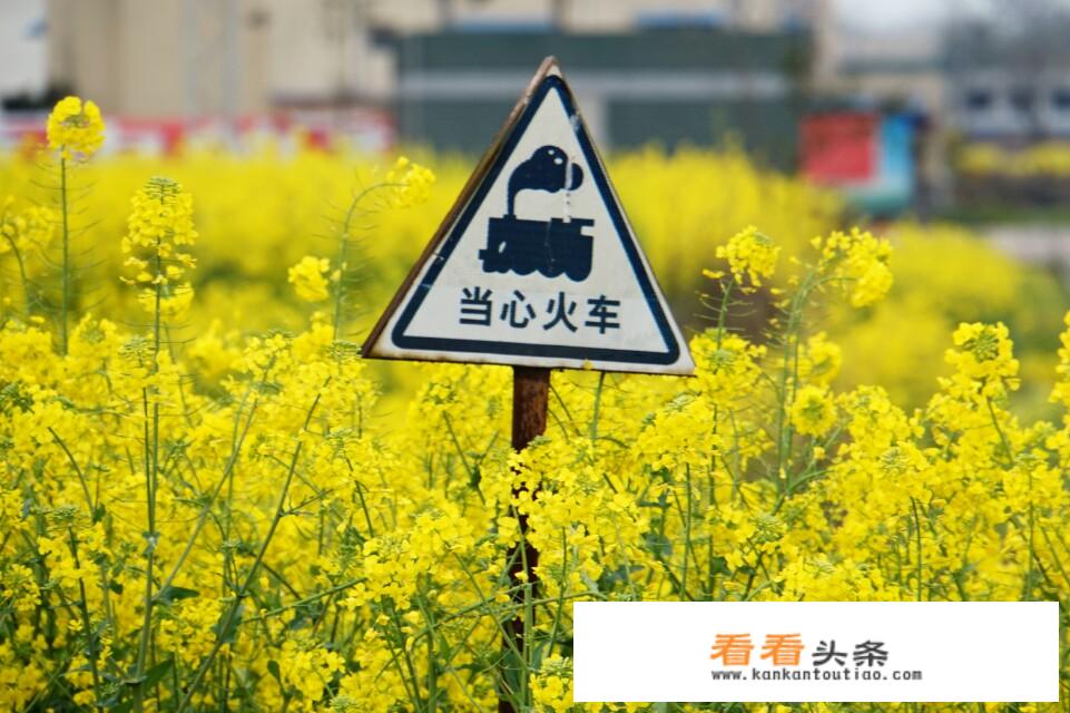 出门旅游拍照用手机还是相机？为什么