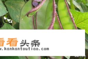 扁豆和刀豆区别图片
