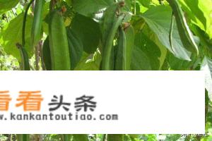 扁豆和刀豆区别图片
