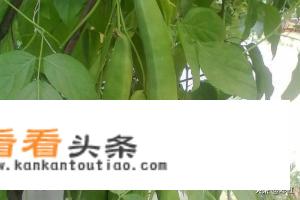 扁豆和刀豆区别图片