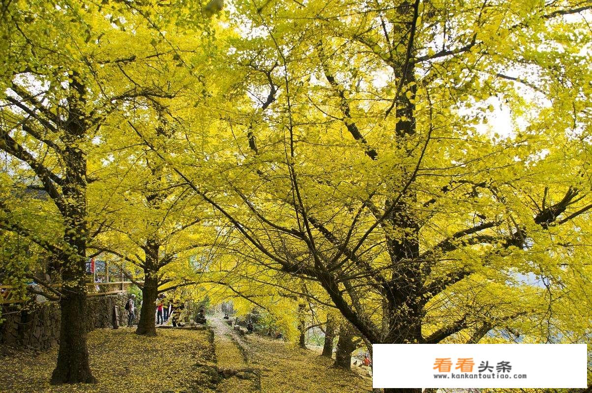 11月适合去哪旅游
