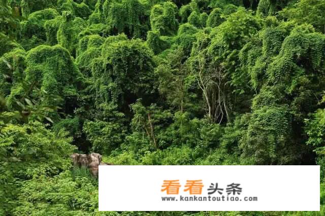 如果过年期间想去云南自驾旅行，只有7天时间，你会怎么样规划安排