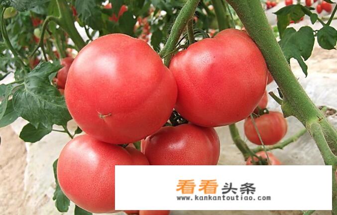我们经常吃的蔬菜土豆、白菜、萝卜、西红柿和茄子，哪个营养价值更高