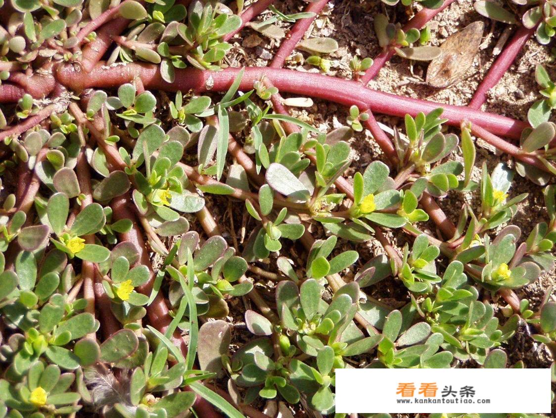 马齿菜10种吃法