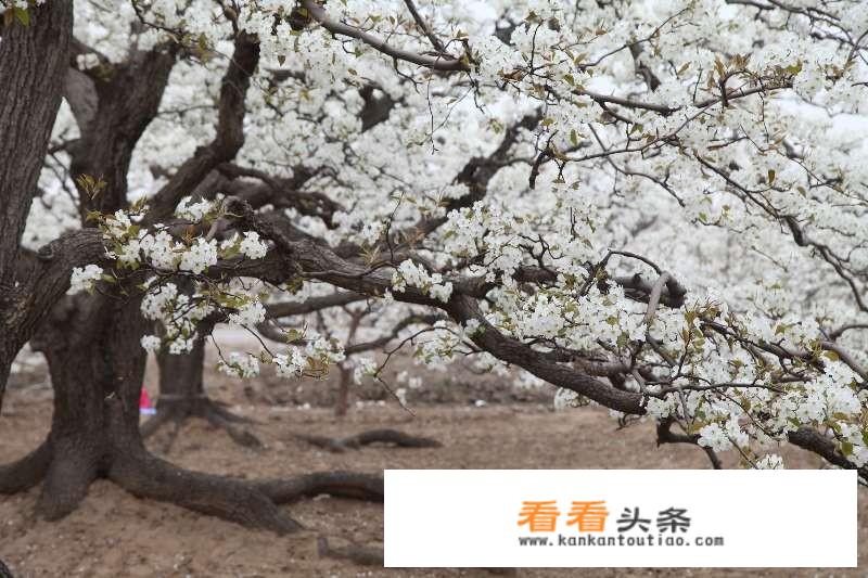 住石家庄市区，想去周边赵县等地旅游一般怎么过去比较方便