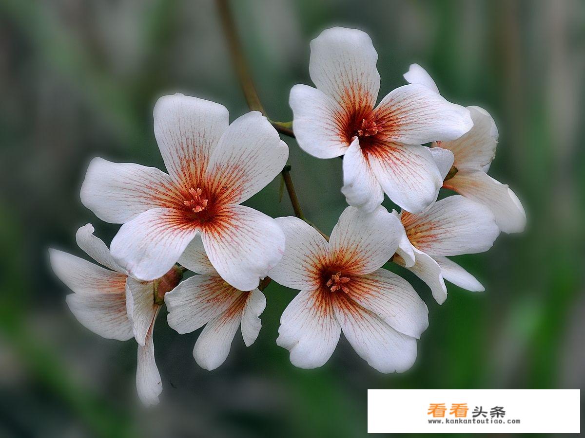 什么是棕树