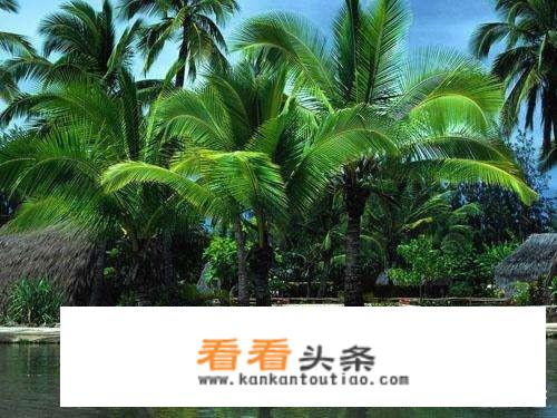 什么是棕树