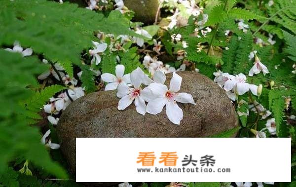 什么是棕树