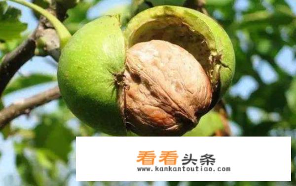到陇南旅游，必买的陇南特产有哪些