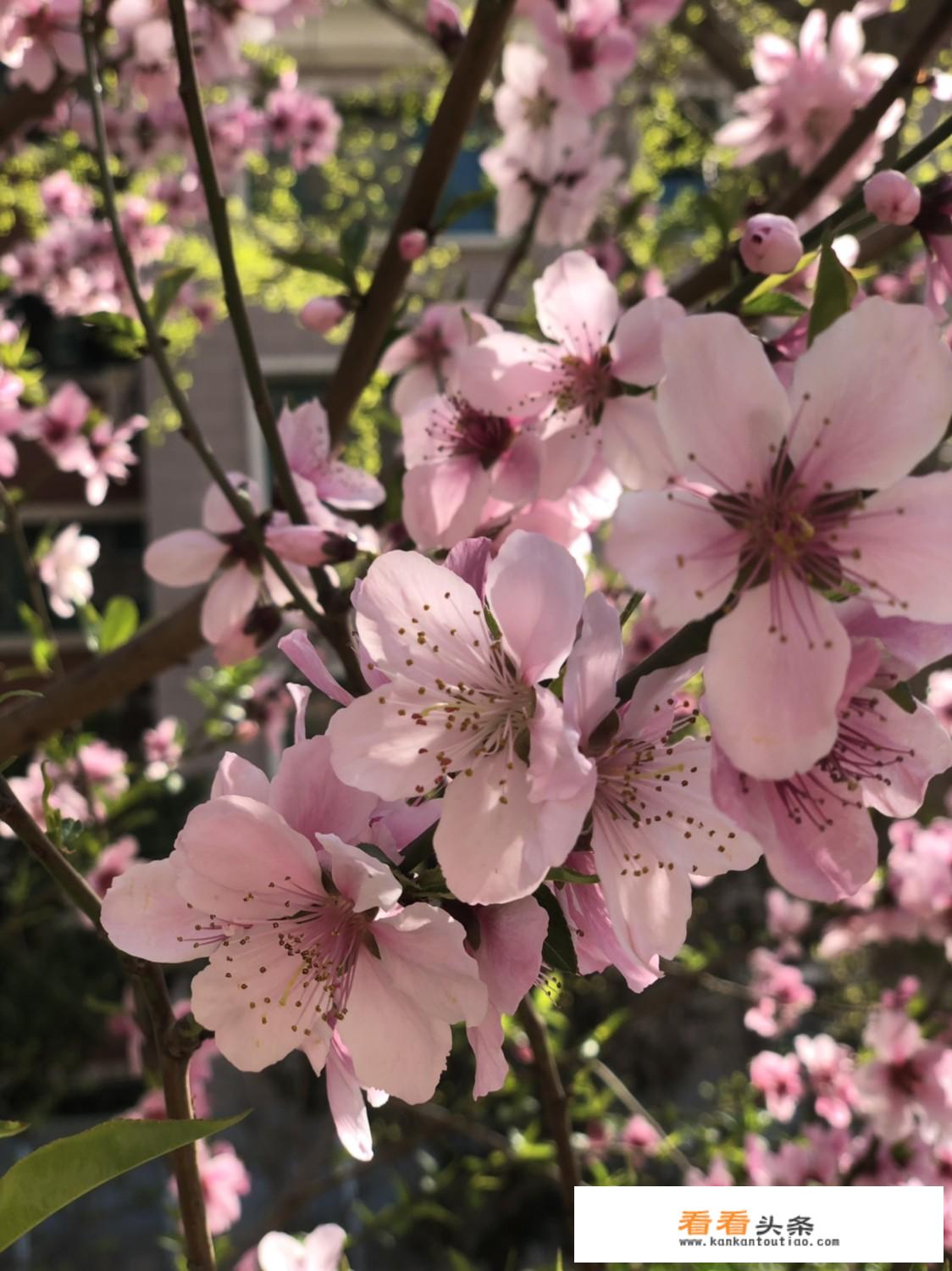 乡村旅游项目名称