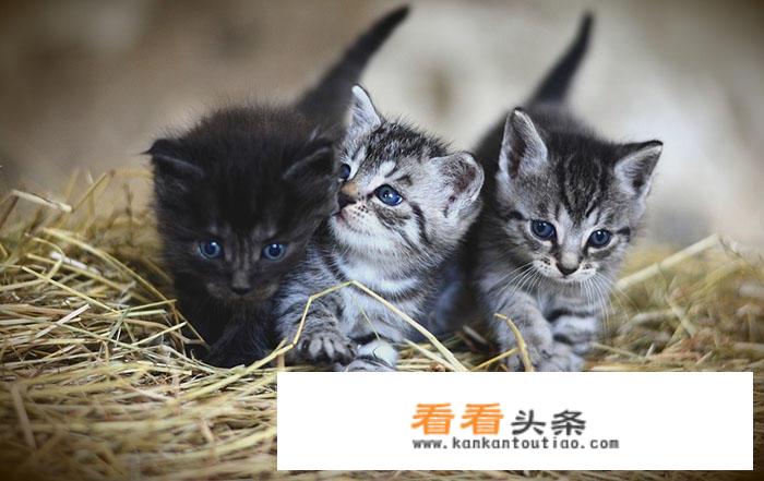如何将flv视频格式转换为mp4视频格式只需几步即可免费完成